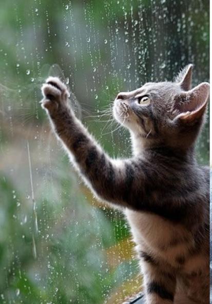 And God Created Cats