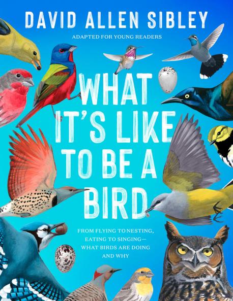 What It's Like to Be a Bird (Adapted for Young Readers): From Flying to Nesting Eating to Singing--What Birds Are Doing and Why