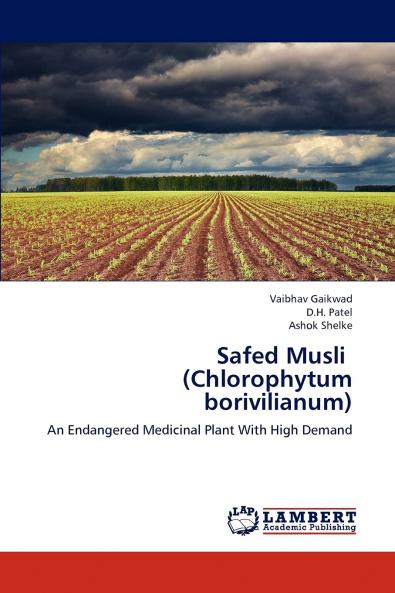 Safed Musli   (Chlorophytum borivilianum)