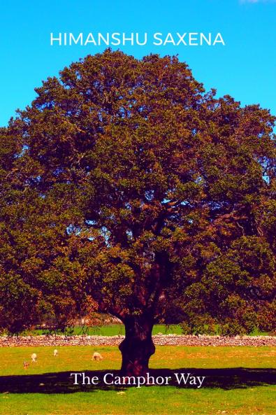 The Camphor Way: How to Burn Brightly Let Go and Leave a Lasting Impact