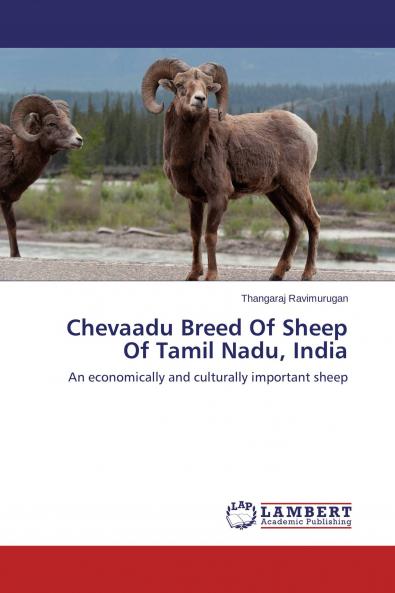 Chevaadu Breed Of Sheep Of Tamil Nadu India