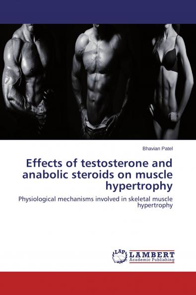 Effects of testosterone and anabolic steroids on muscle hypertrophy