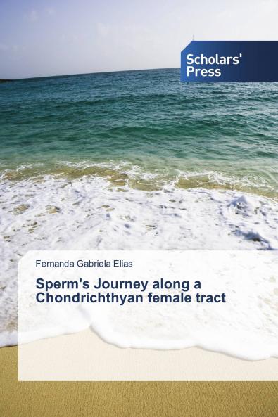 Sperm's Journey along a Chondrichthyan female tract