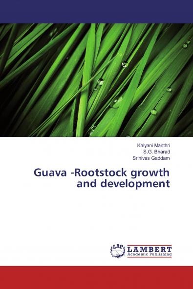 Guava -Rootstock growth and development