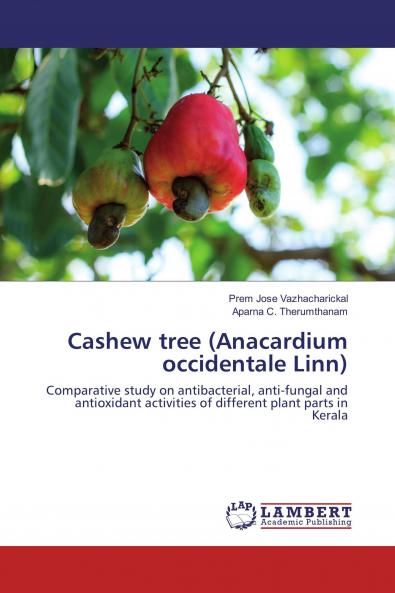 Cashew tree (Anacardium occidentale Linn)