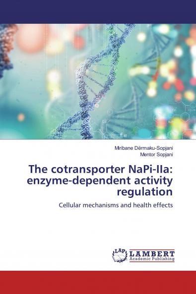 The cotransporter NaPi-IIa: enzyme-dependent activity regulation