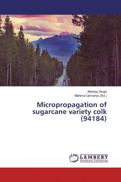 Micropropagation of sugarcane variety colk (94184)