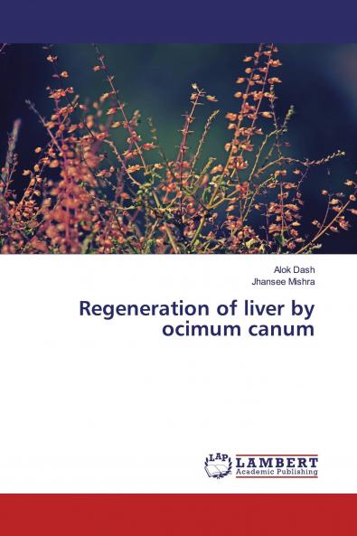 Regeneration of liver by ocimum canum