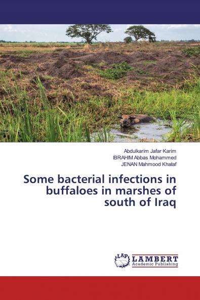 Some bacterial infections in buffaloes in marshes of south of Iraq