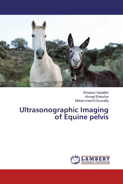 Ultrasonographic Imaging of Equine pelvis