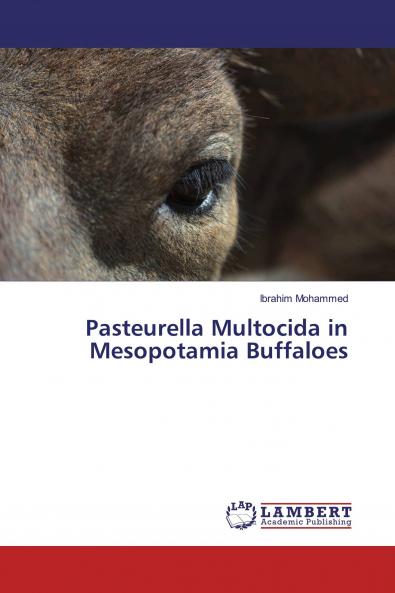 Pasteurella Multocida in Mesopotamia Buffaloes