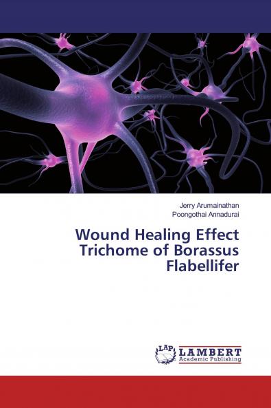 Wound Healing Effect Trichome of Borassus Flabellifer