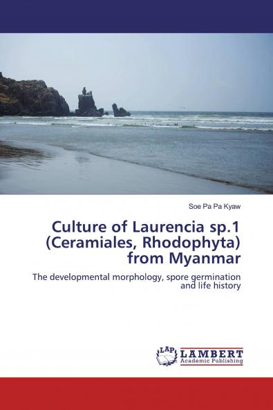 Culture of Laurencia sp.1 (Ceramiales Rhodophyta) from Myanmar