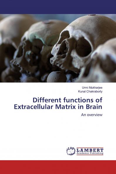 Different functions of Extracellular Matrix in Brain