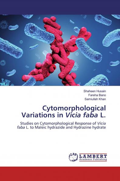 Cytomorphological Variations in Vicia faba L.