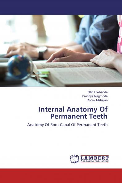 Internal Anatomy Of Permanent Teeth