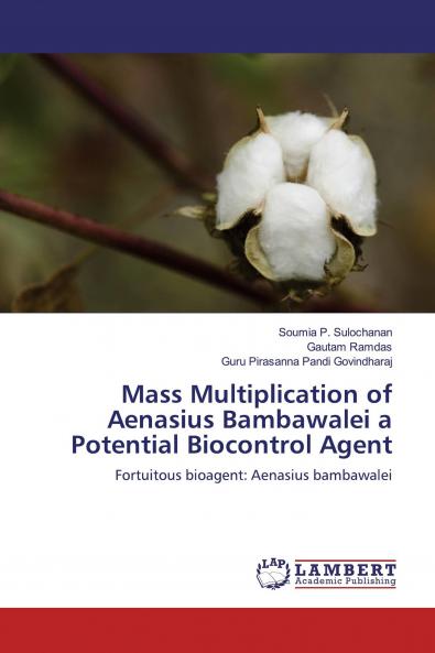 Mass Multiplication of Aenasius Bambawalei a Potential Biocontrol Agent