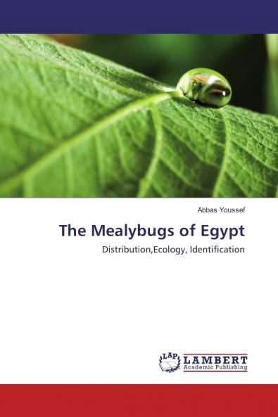 The Mealybugs of Egypt