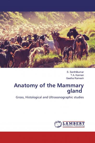 Anatomy of the Mammary gland