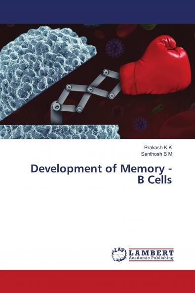 Development of Memory - B Cells