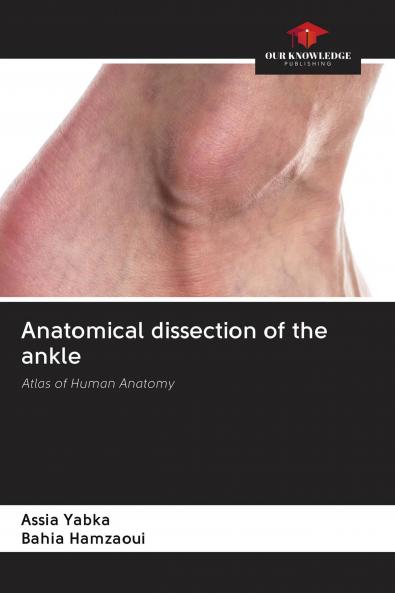 Anatomical dissection of the ankle