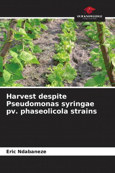 Harvest despite Pseudomonas syringae pv. phaseolicola strains