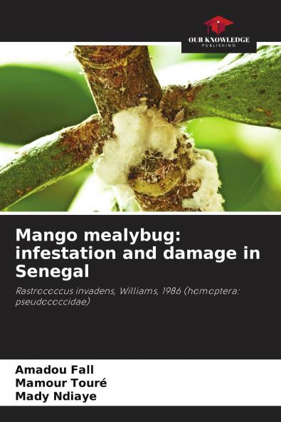 Mango mealybug