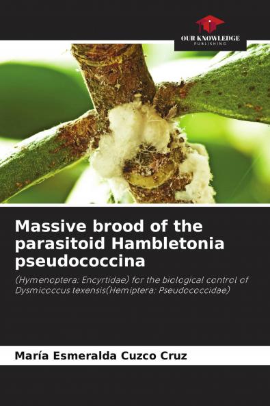 Massive brood of the parasitoid Hambletonia pseudococcina