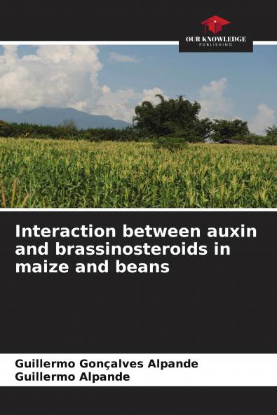 Interaction between auxin and brassinosteroids in maize and beans