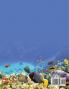 Tiere die Schwimmen