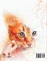 Gatti E Gattini