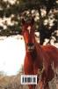 Kid's Equine Photography Book