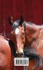 Kids Petite Equine Journal