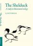 The Shelduck