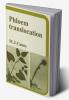 Phloem Translocation