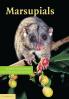 Marsupials