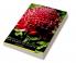 The Names of Plants