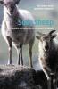 Soay Sheep