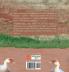 Backyard Sustainability in the Goldfields