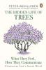 The Hidden Life of Trees What They Feel How They Communicate