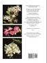 Dendrobium