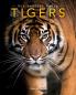 Tigers: Amazing Pictures & Fun Facts on Animals in Nature