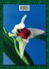 Checklist of Papuasian Orchids