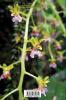 Photo Intro to: Vandoid Orchid Genera in Asia