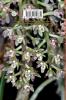 Introduction to the Australian & New Zealand Bulbophyllum & Vandaceous Orchids (with other observations in subtribe Aeridinae).