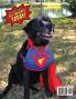 Foster: Saving the World One Pooch at a Time or 10 Other Ways You Can Help!