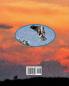 Four Parkway: A story about an osprey family