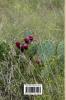 South Texas Experience
