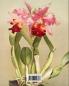 Vintage Art