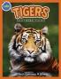 Tigers Panthera Tigris ages 2-4